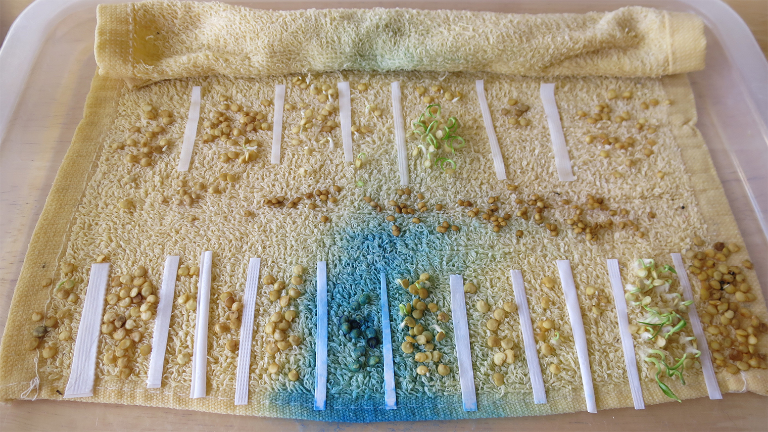 Тест на всхожесть для семян перца и баклажана разных лет сбора. Не все его прошли. Самая высокая всхожесть у одно- и двухлетних семян, начиная с третьего года хранения она резко падает