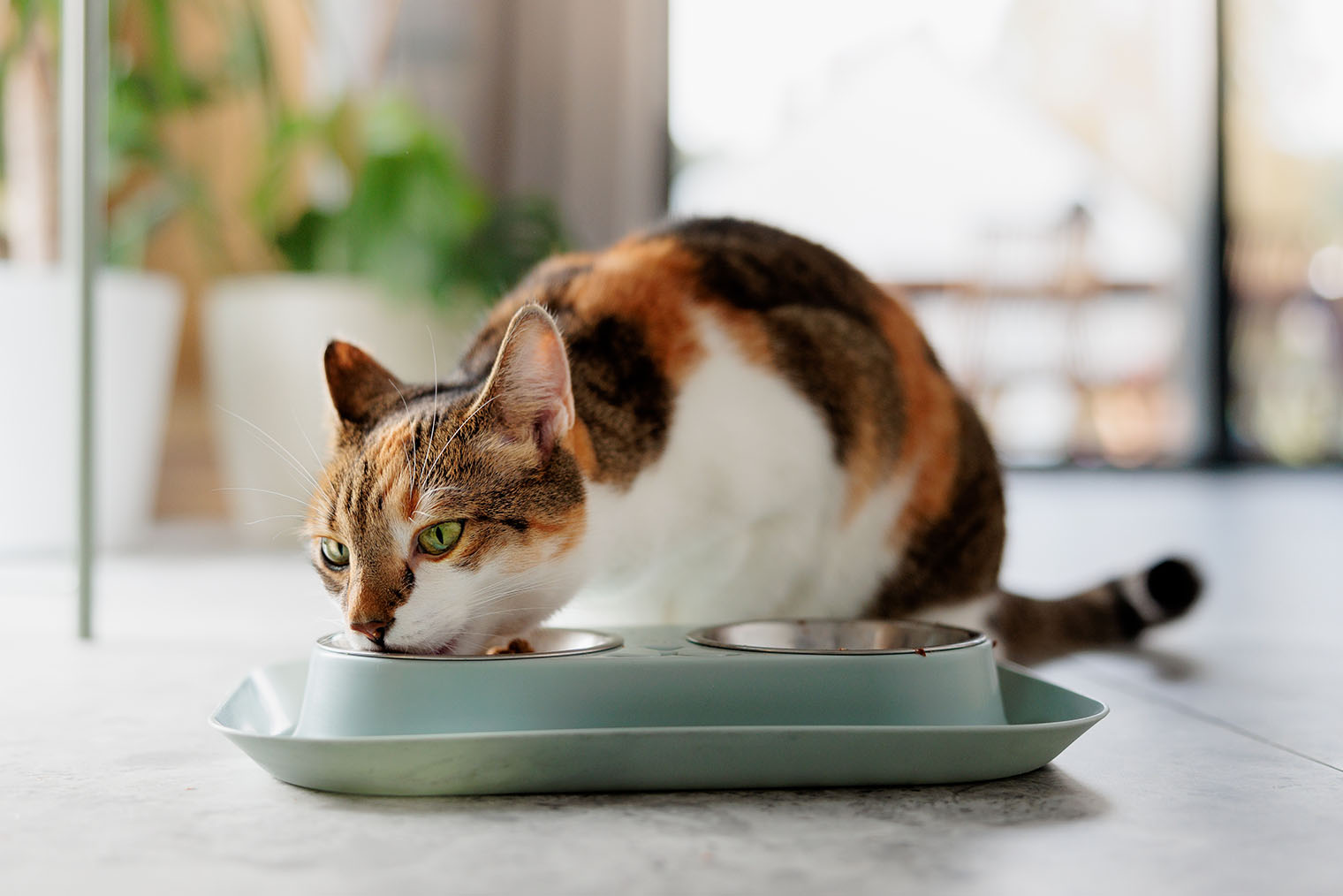 Домашним животным нужны минимум две миски: для еды и воды. Хорошо, если место для них будет укромным. Фотография: Filip Olejowski / Shutterstock / FOTODOM