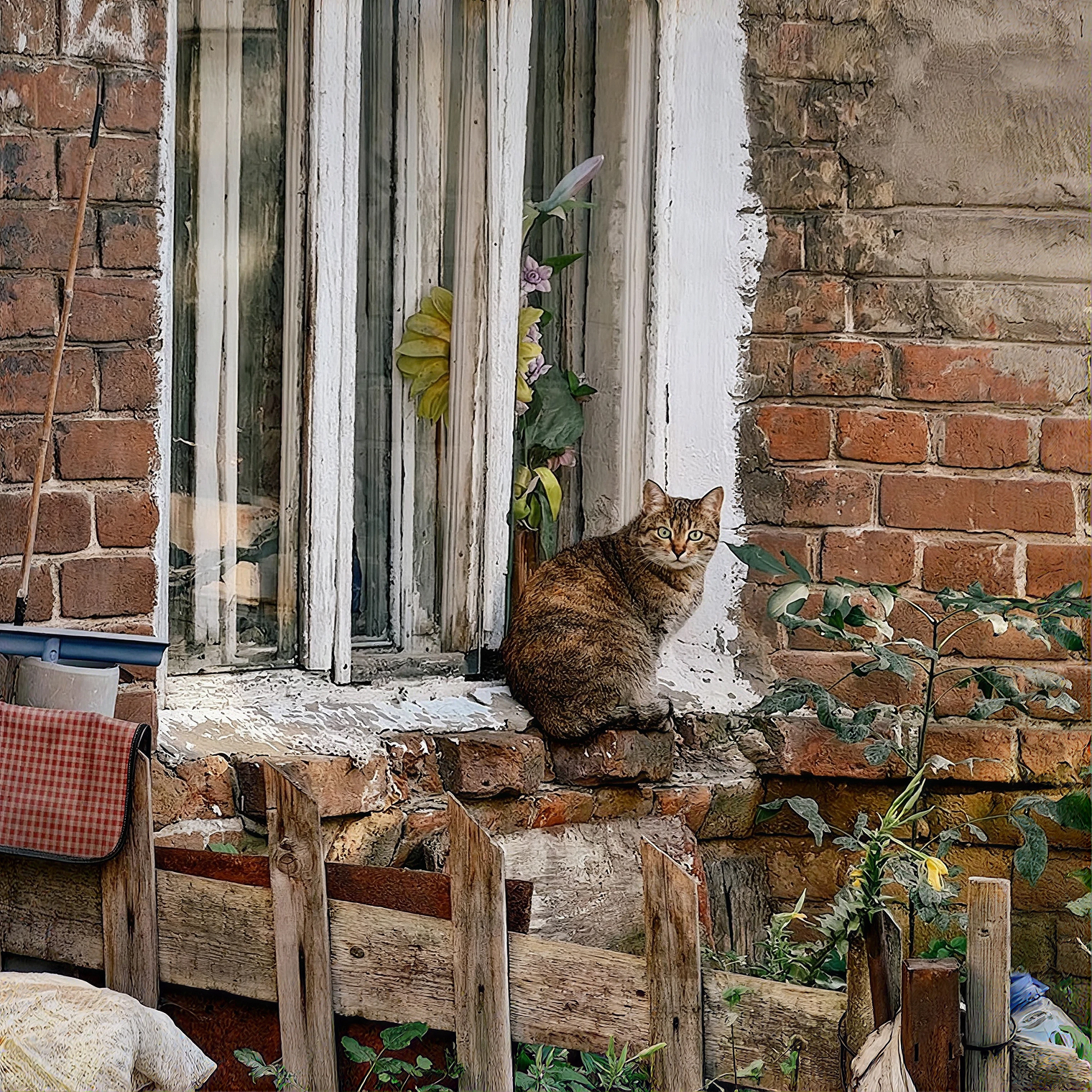 Котики во дворах старых домов встречаются куда чаще, чем в новостройках