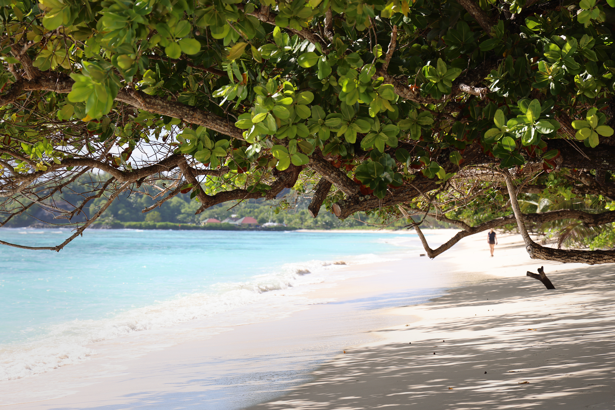 На острове очень живописные длинные пляжи. Впрочем, на значительной части из них можно бродить максимум по колено в воде: практически у самого берега начинается острый коралловый риф