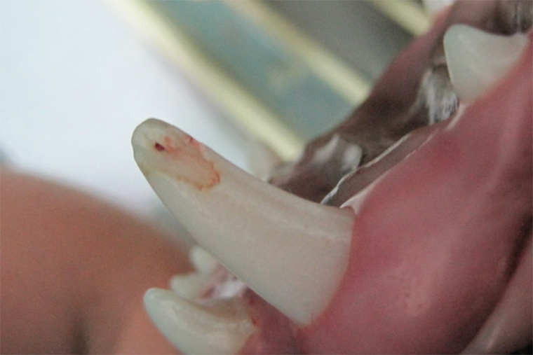 Так выглядит сколотый палочкой собачий клык. Источник: vetstom.ru