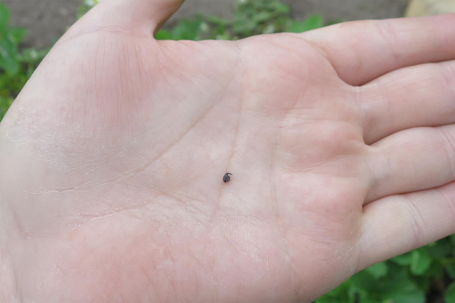 Реальный размер малинно-земляничного долгоносика — 3 мм. Рассмотреть его на растениях невооруженным взглядом под силу только очень внимательному огороднику. Причем жук всегда прикидывается мертвым, а потом очень быстро убегает