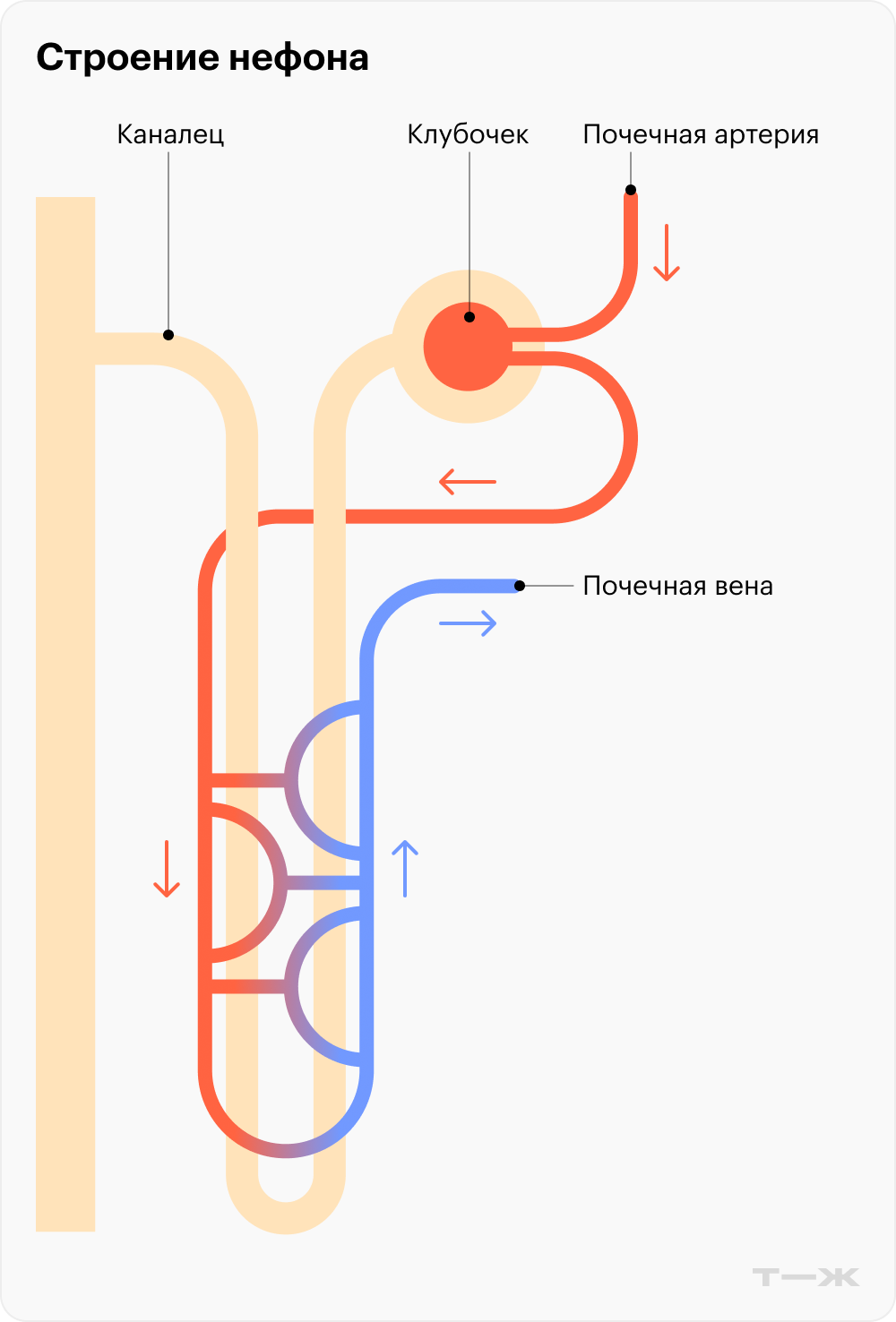 Нефрон состоит из клубочка — скопления фильтрующих кровь тонких кровеносных сосудов, а также канальца — тонкого сосуда, возвращающего в кровь питательные вещества и большую часть воды. Повреждения этих сосудов нарушают работу почек