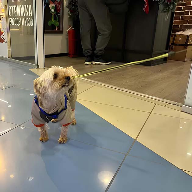 Коржик в очередной раз задумался о чем-то своем