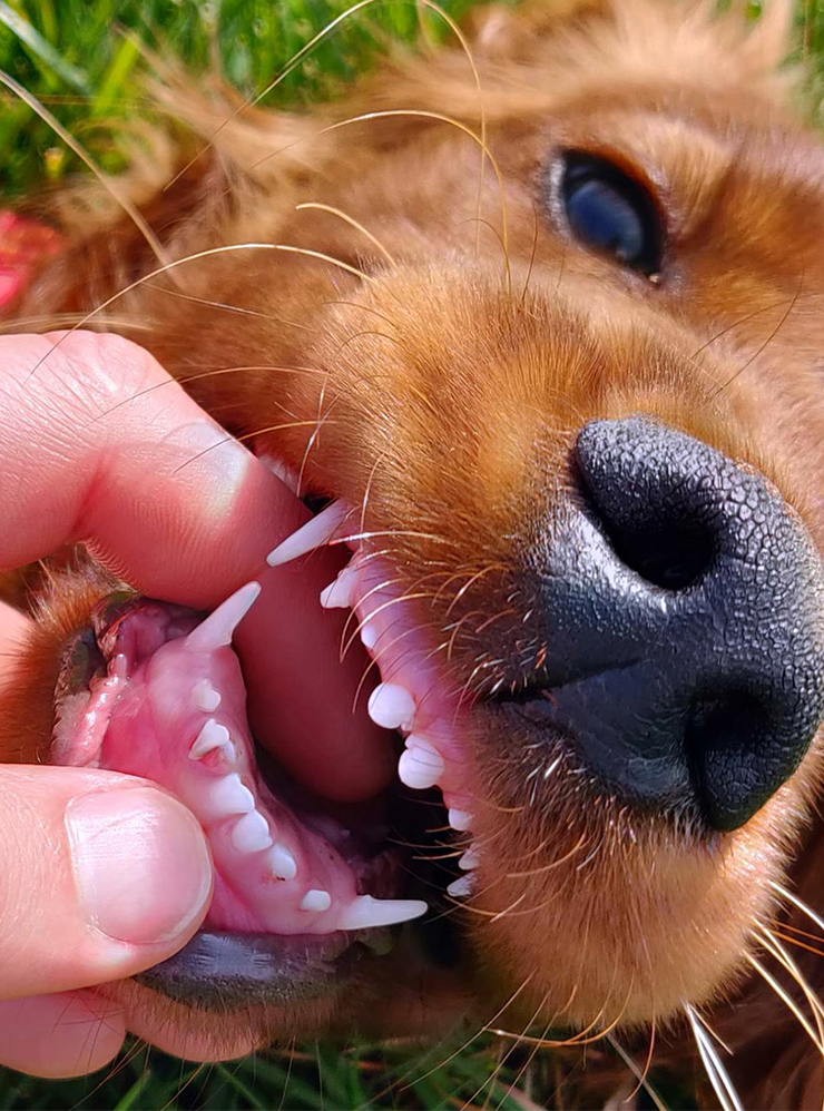 А так в норме меняются щенячьи зубы: на месте выпавшего молочного появляется коренной. Фотографии — Martine Van den Broeck / ResearchGate, r/mildlyinteresting / reddit