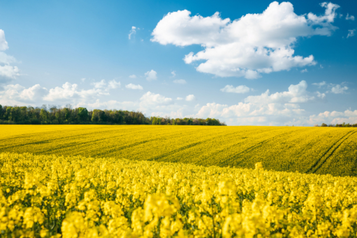 Рапсовое поле. © Creative Travel Projects / Shutterstock / FOTODOM
