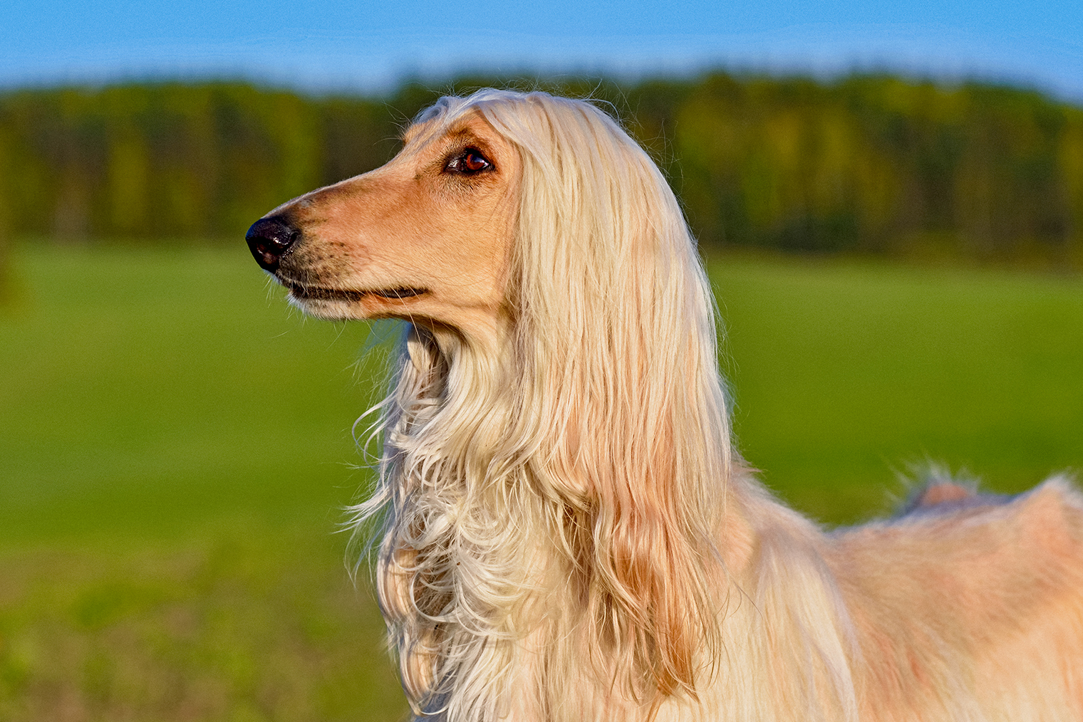 К сожалению, фотографий бабушкиных собак у меня не осталось. Эта борзая отдаленно напоминает мне Шелли. © eAlisa / iStock