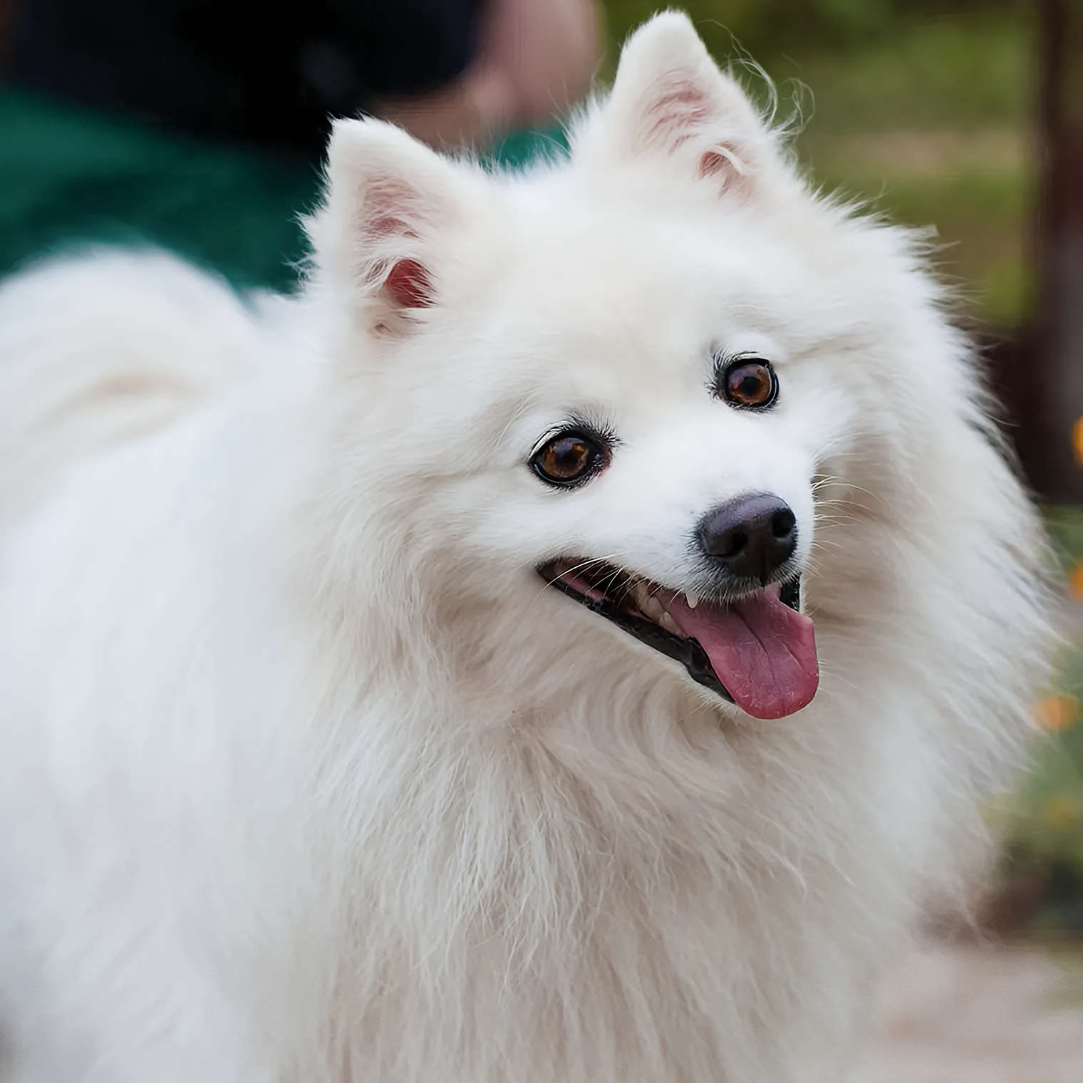 Мой японский шпиц