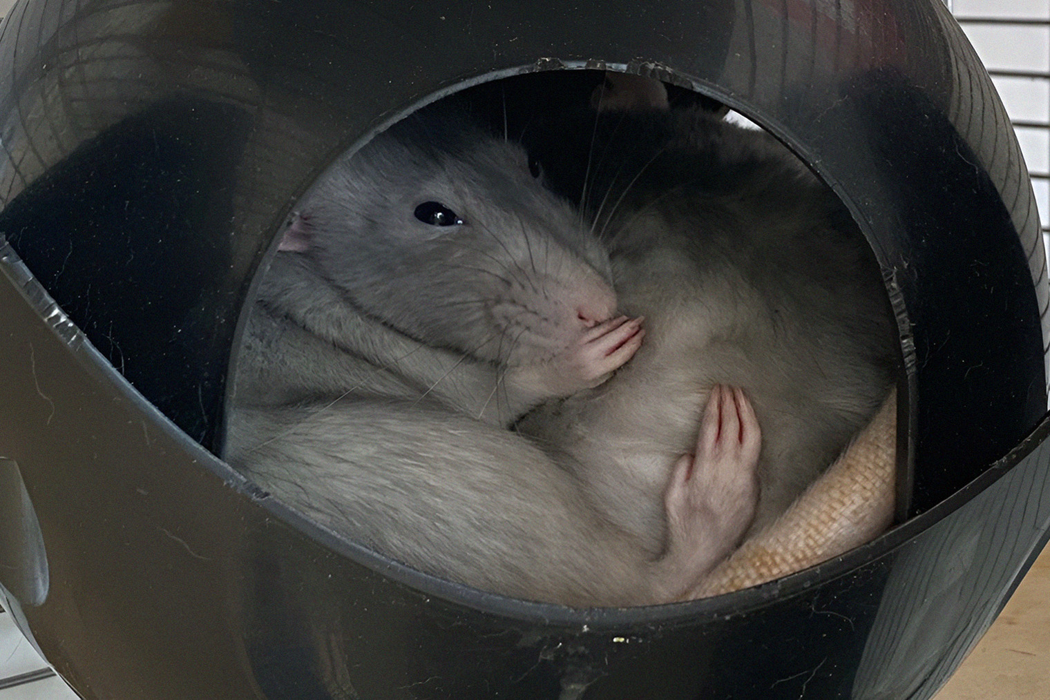 В моменты умиротворения крысы могут обниматься