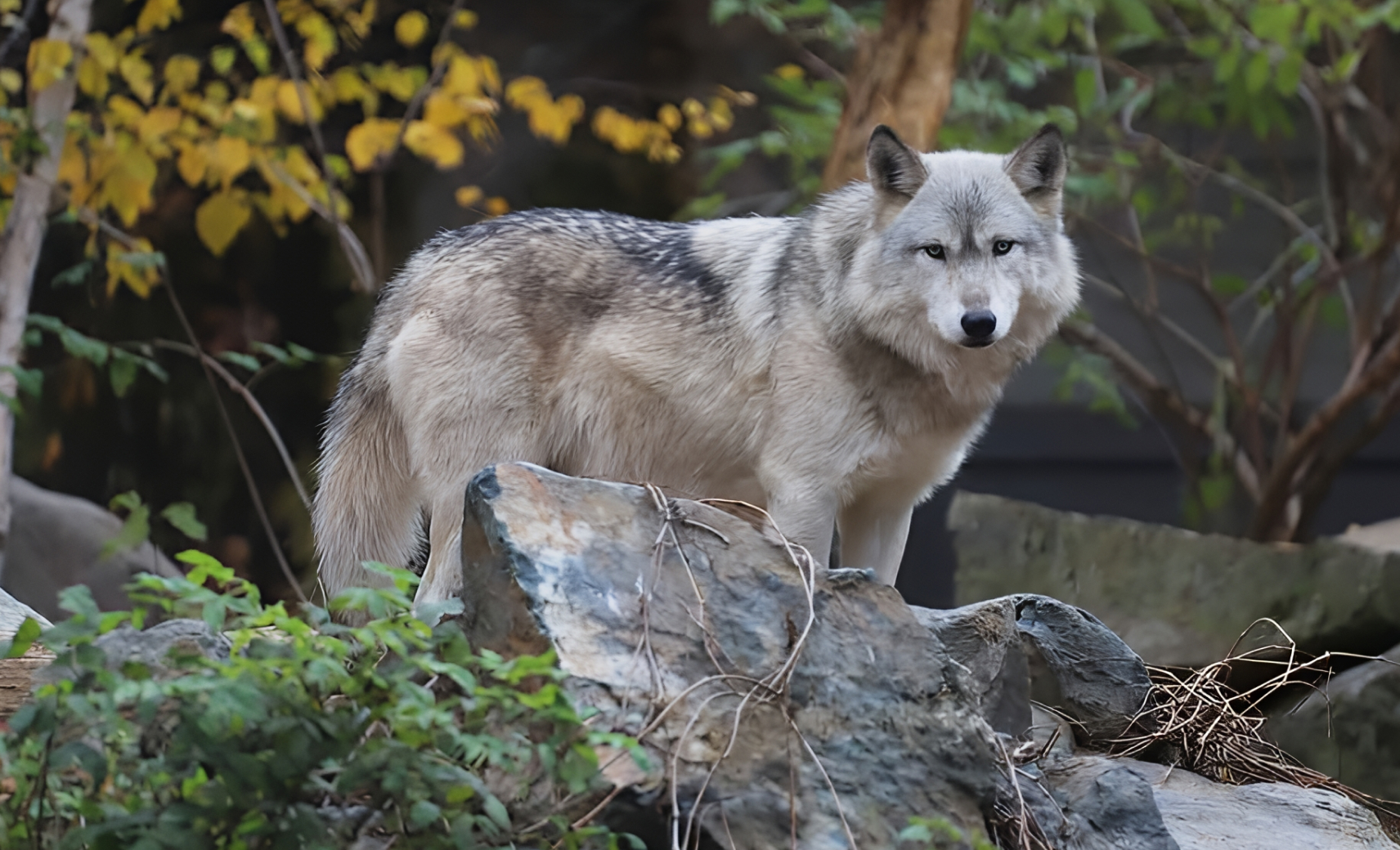 International Wolf Center