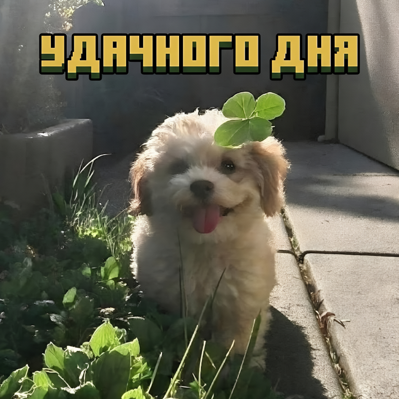 Щенок
