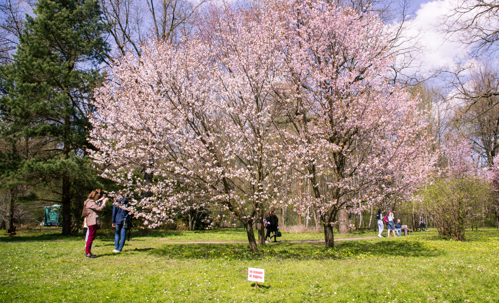 Японский сад в Главном ботсаду