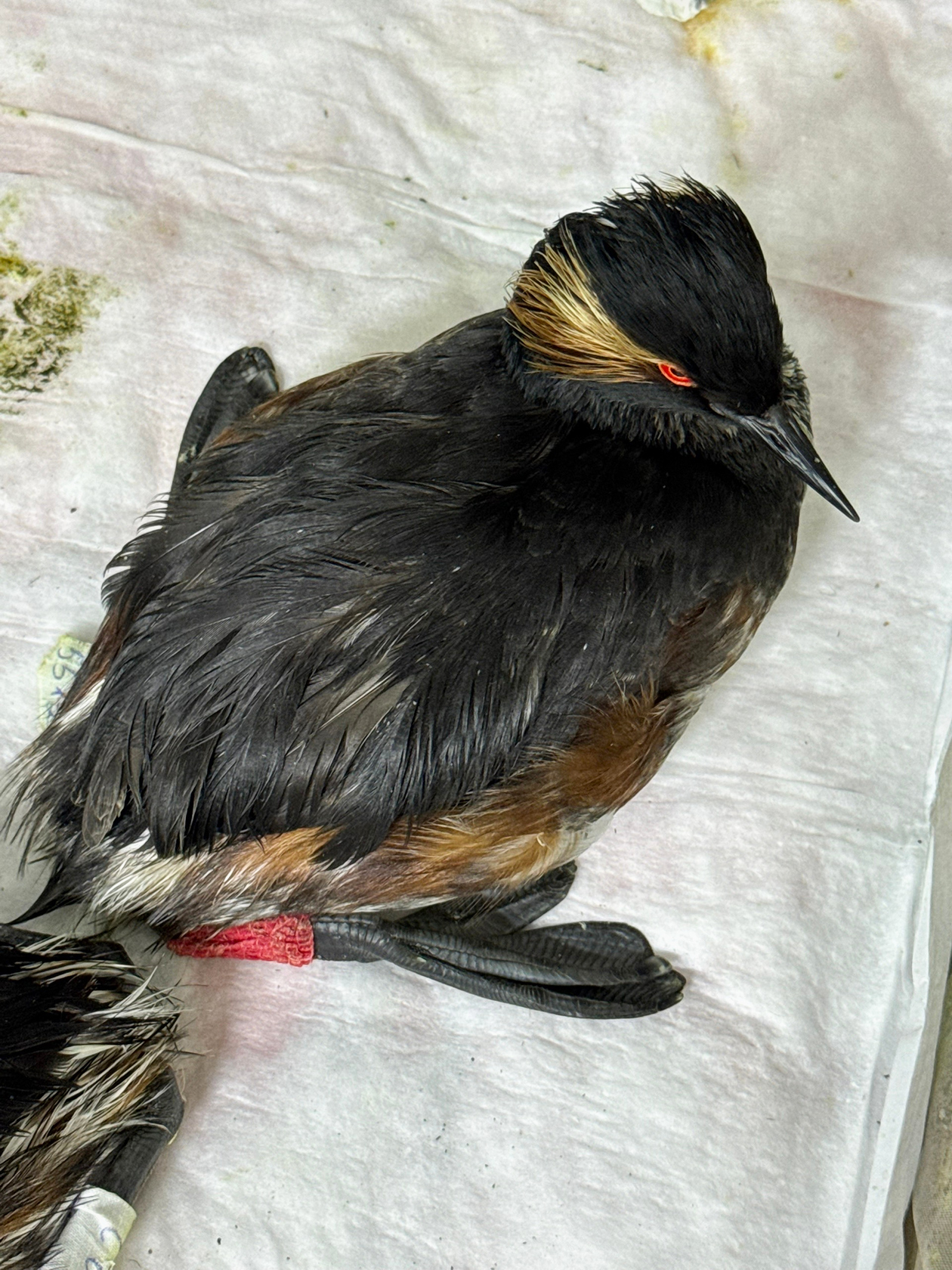 Черношейная поганкаЧерношейная поганка — небольшая водоплавающая птица из семейства поганковых, которую отмыли от нефти. © «Реабилитационный центр Жемчужная» / VK