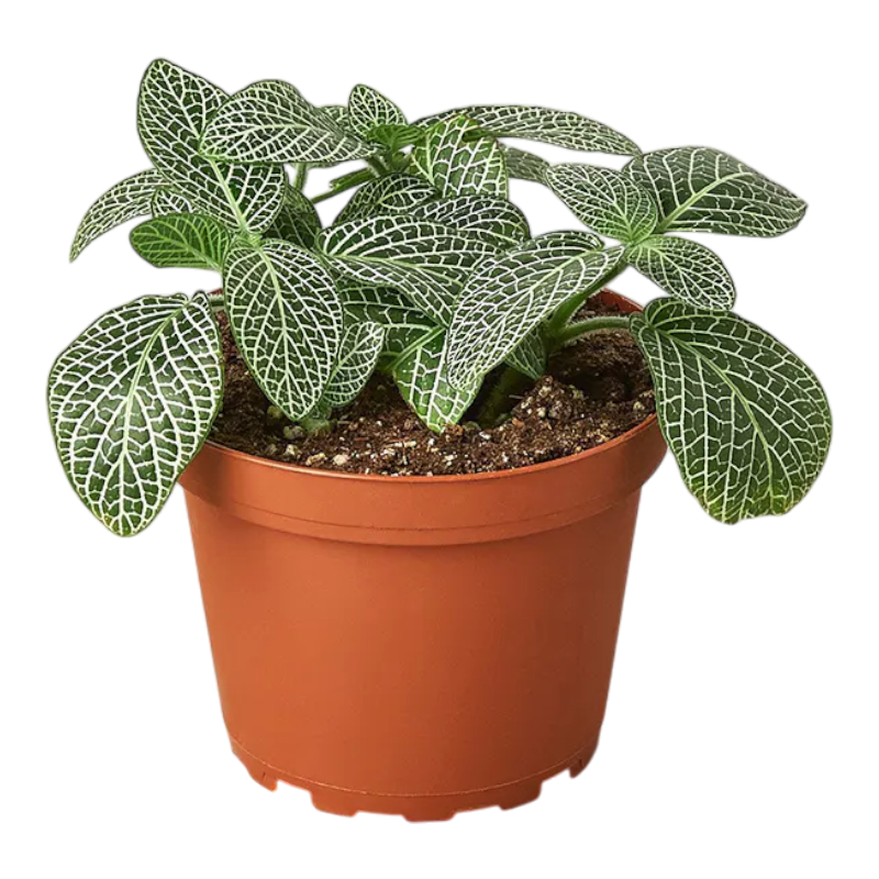 Фиттония серебристожильчатая