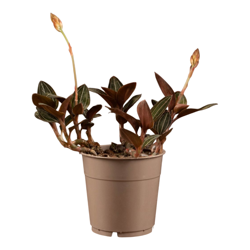 Драгоценная орхидея