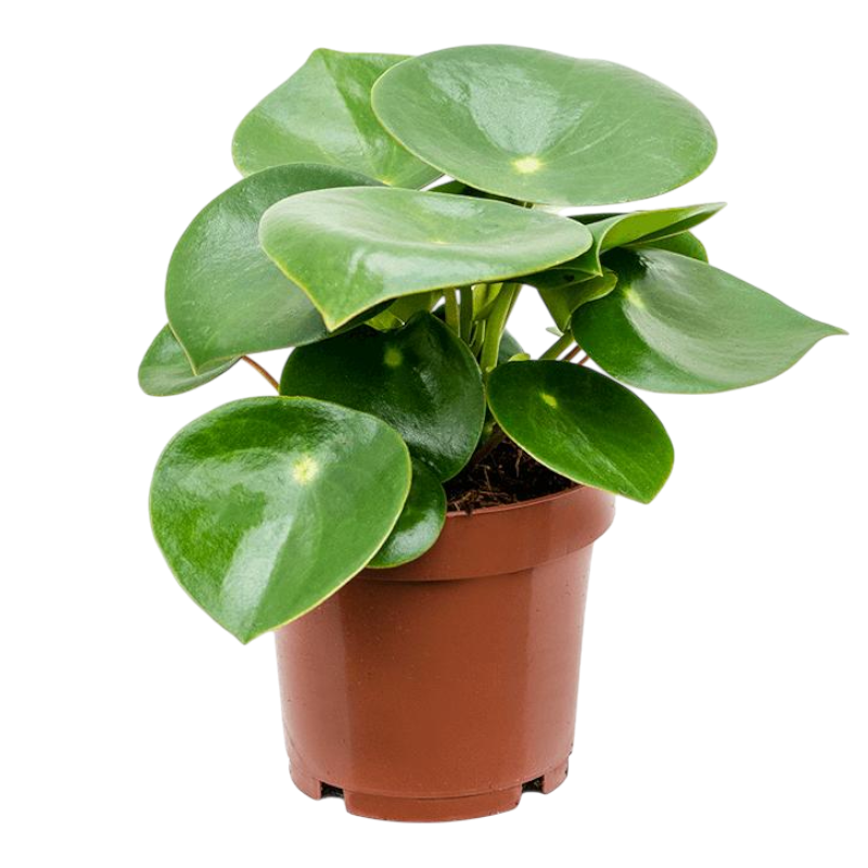 Пеперомия «рейндроп»