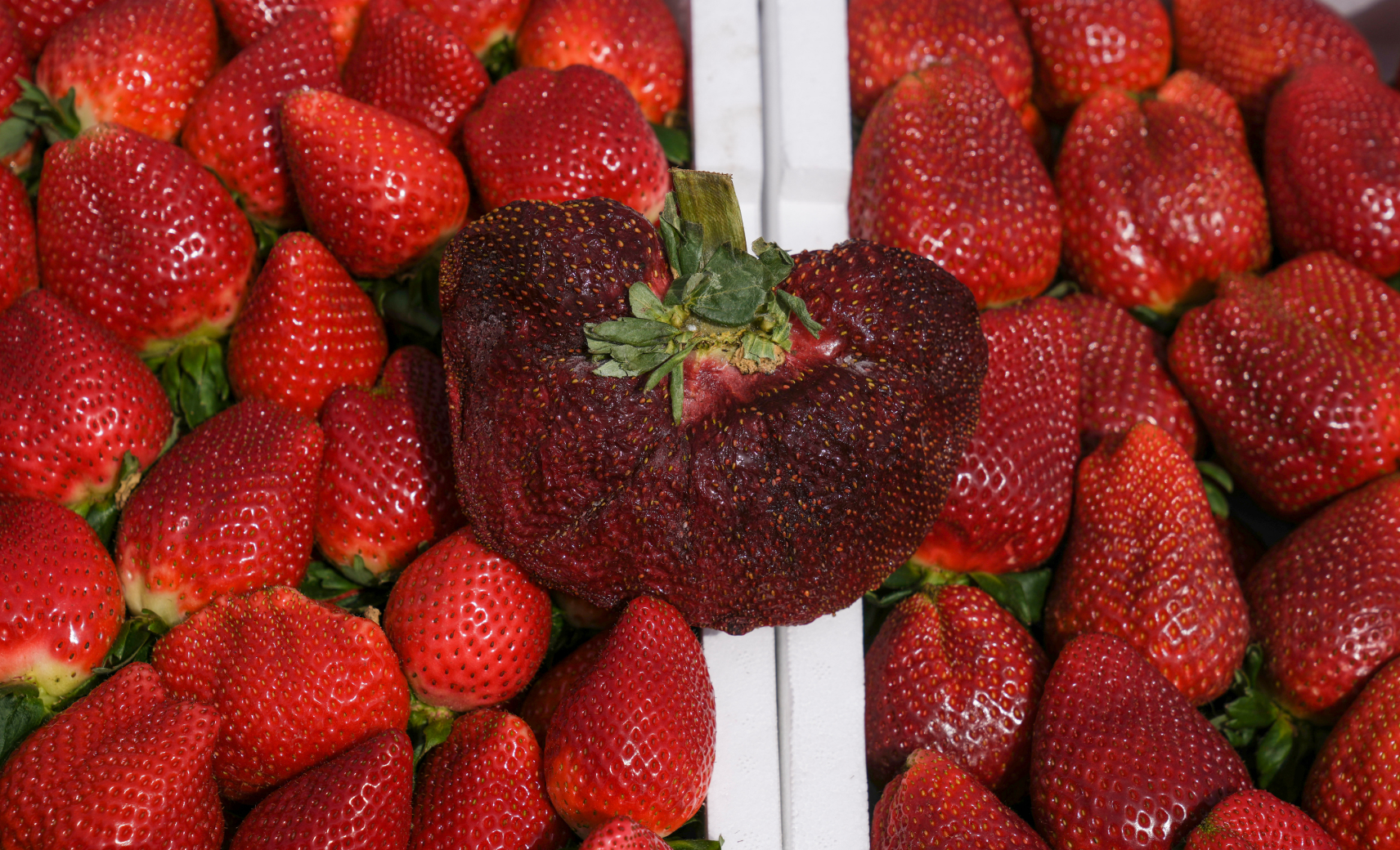 Клубника — 289 г