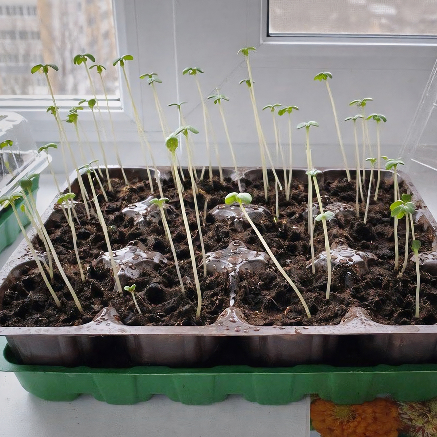 Если рассада вытянулась, ей не хватает света