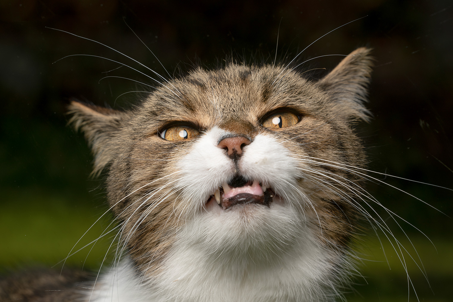 Если, унюхав что-то, котик корчит смешную гримасу — это не всегда значит, что запах ему не нравится. За задними зубами кошки находится еще один обонятельный орган. Чтобы лучше уловить аромат, она приоткрывает пасть — это называется реакцией флемена. Фотография: Nils Jacobi / iStock