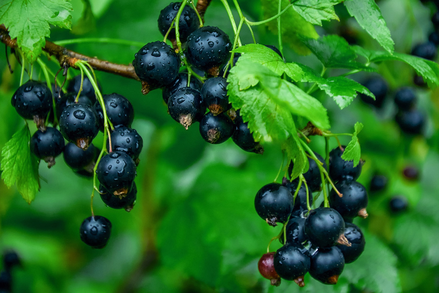 На моем участке растет несколько сортов черной смородины с разным сроком созревания — мы лакомимся ягодами почти все лето. © TanyaBond / Shutterstock / FOTODOM