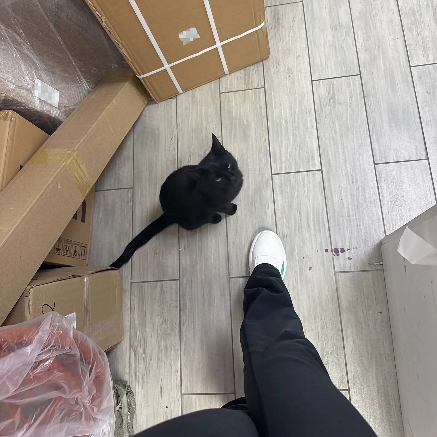 Один раз в пункт зашел кот