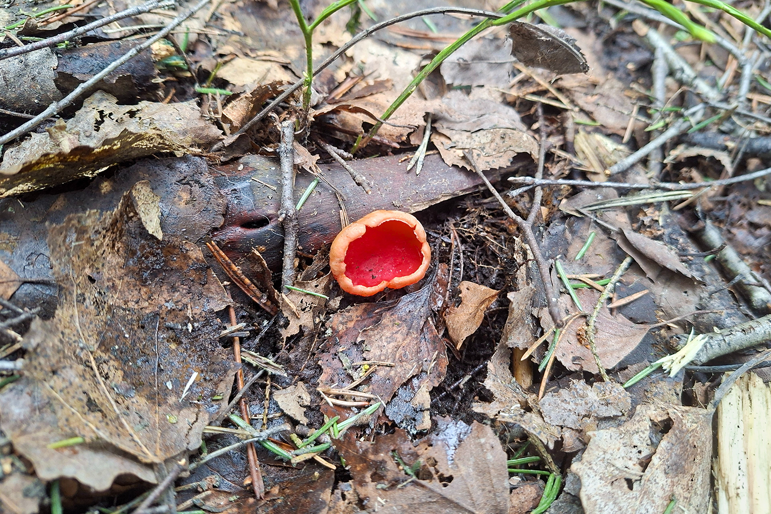 Можно гулять по лесу, находить в листве красные эльфовы чашечки, фотографировать и радоваться.