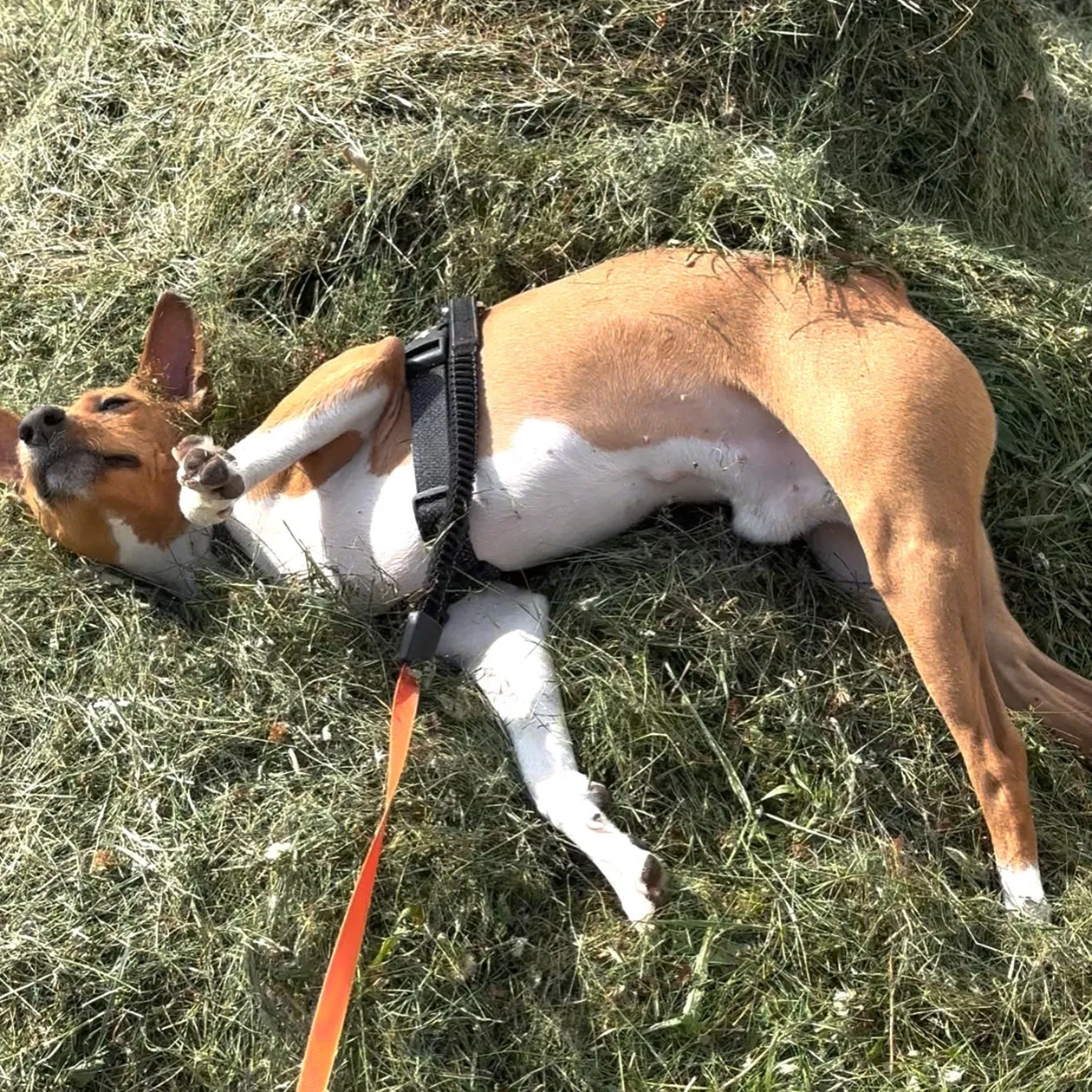 Пес за своим любимым занятием