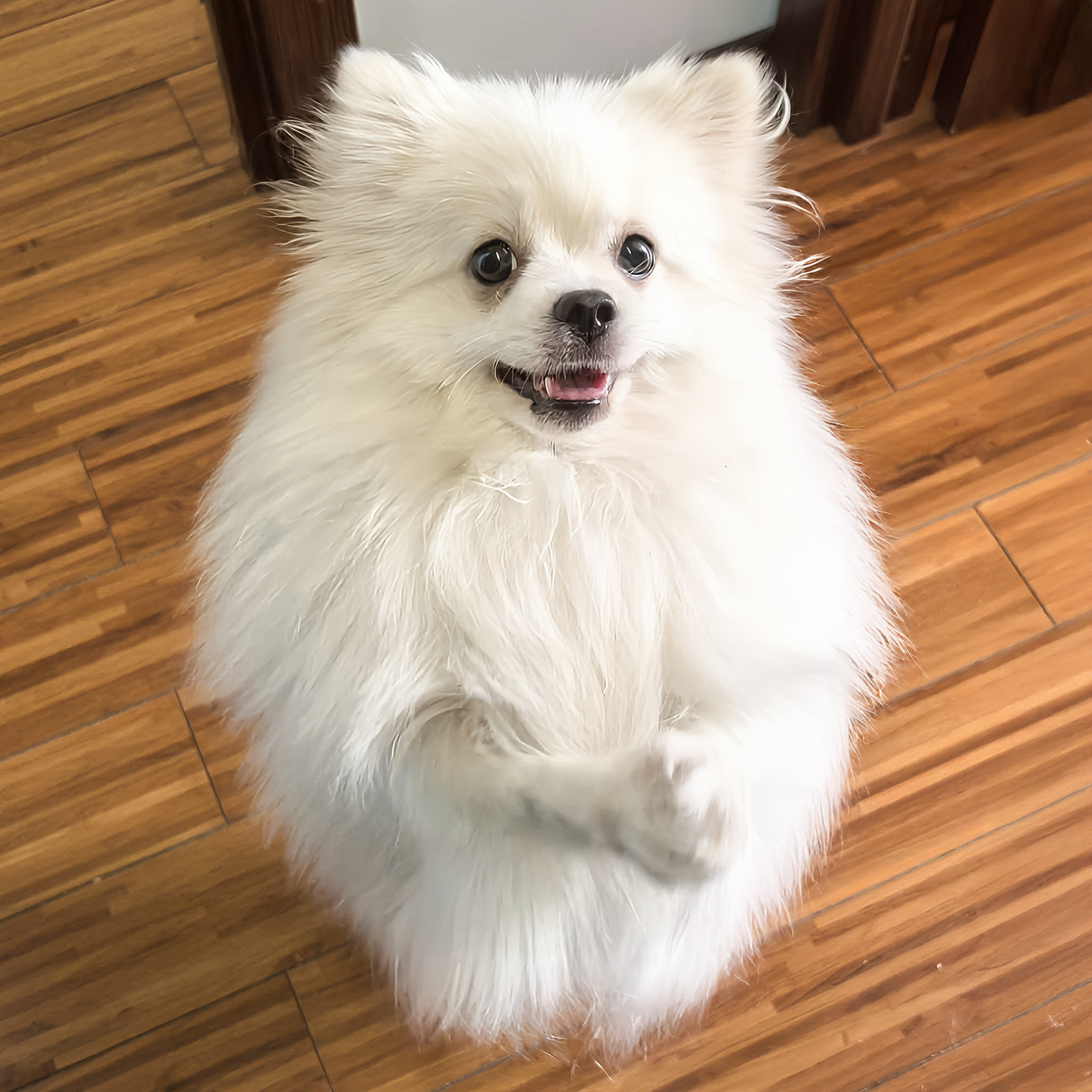 Наша Симона