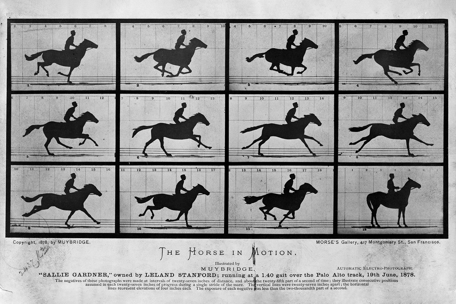 Те самые фотографии Мэйбриджа. Источник: Eadweard Muybridge / Wikipedia
