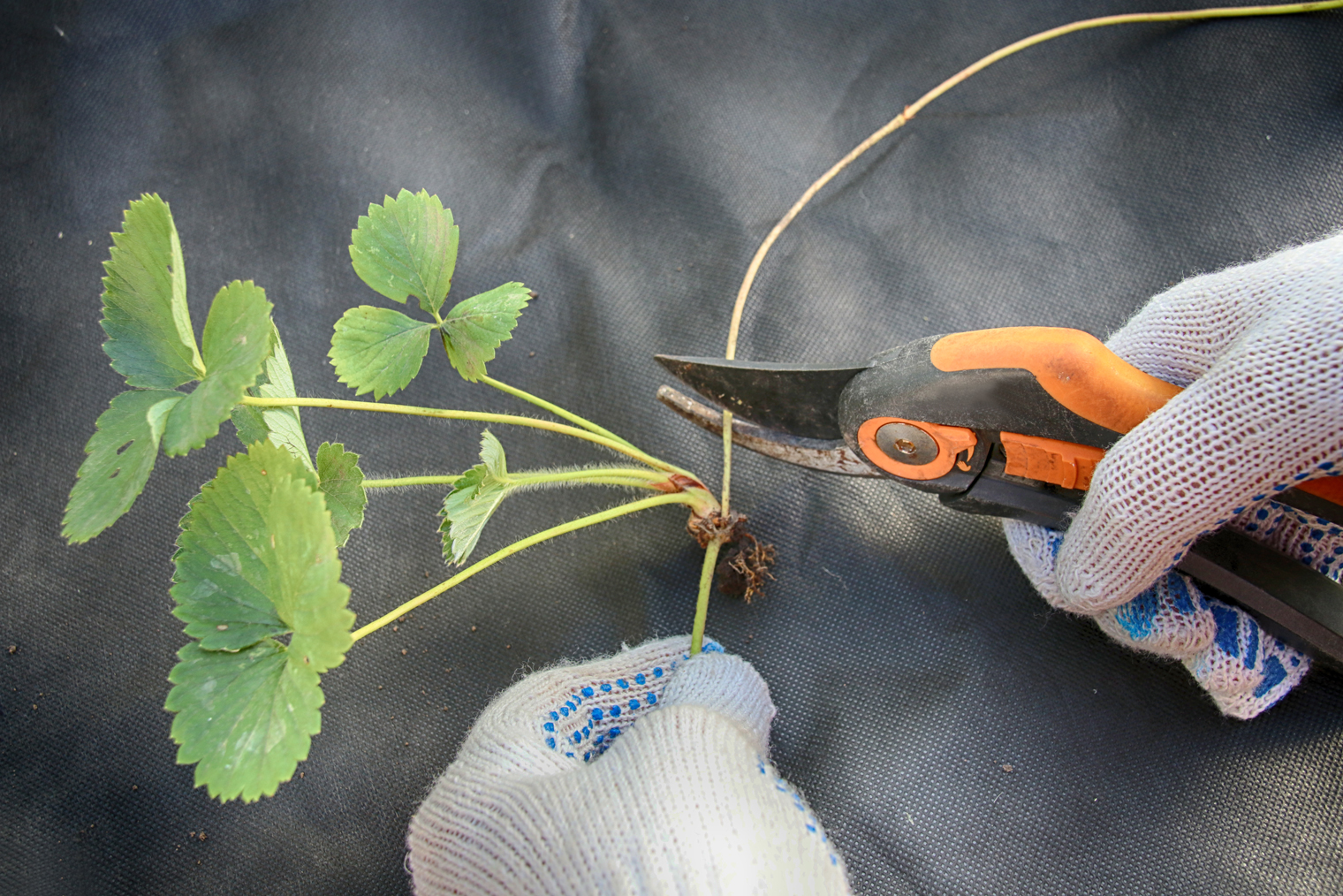Чтобы отрезать розетку от материнского растения, можно использовать ножницы или секатор. Фотография: photowind / Shutterstock / FOTODOM