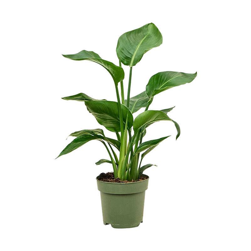 Стрелиция Николая