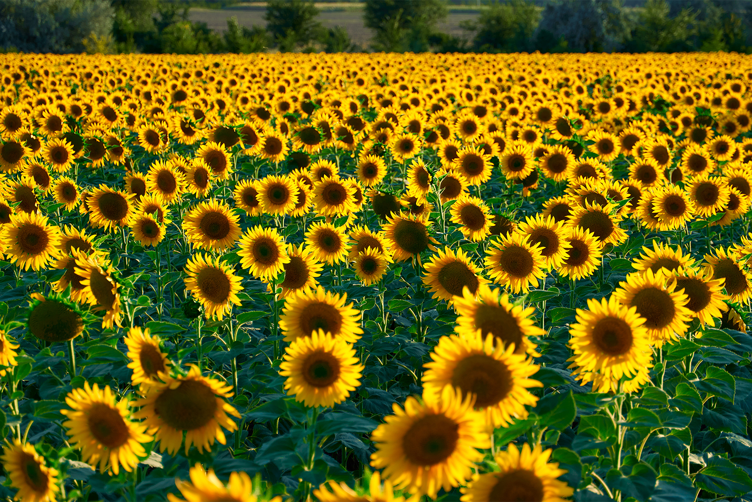 Поле с подсолнухами. Фотография: s_oleg / Shutterstock / FOTODOM