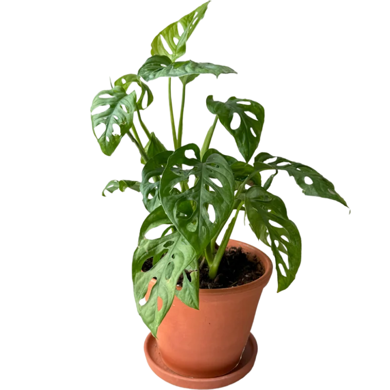 Растение Cutepack