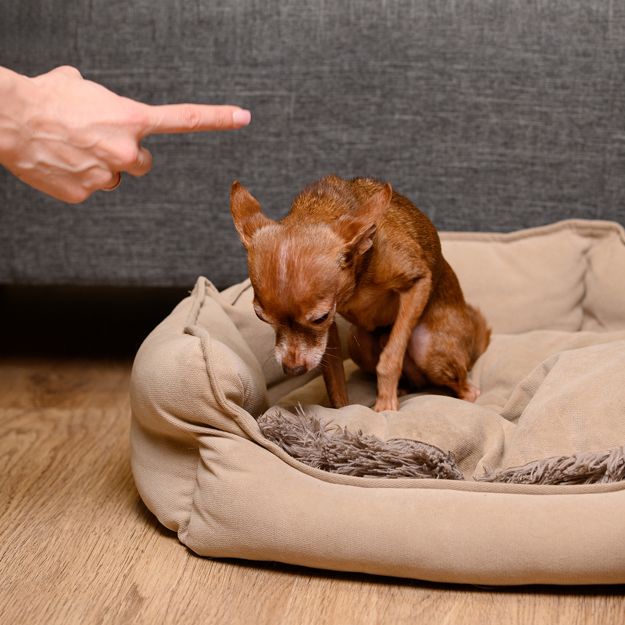 Кому-то может показаться, что пес обижен или чувствует вину. На самом деле животному страшно. © Yury Nikolaev / Shutterstock / FOTODOM