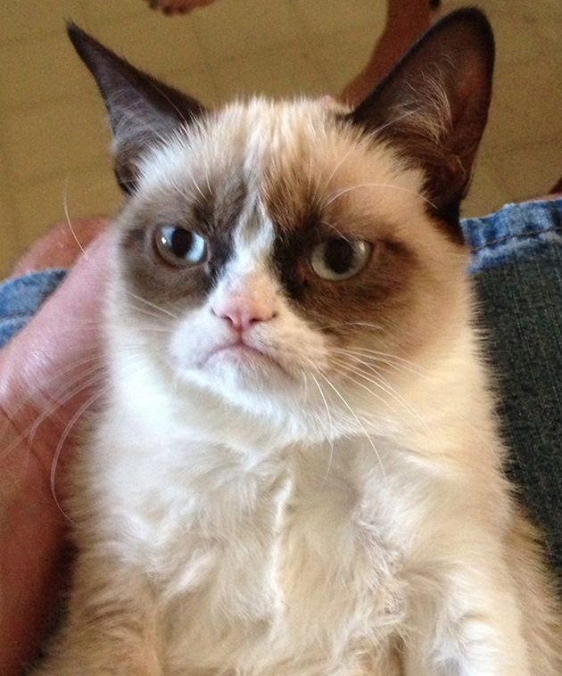 Самая недовольная кошка в интернете. © pin.it