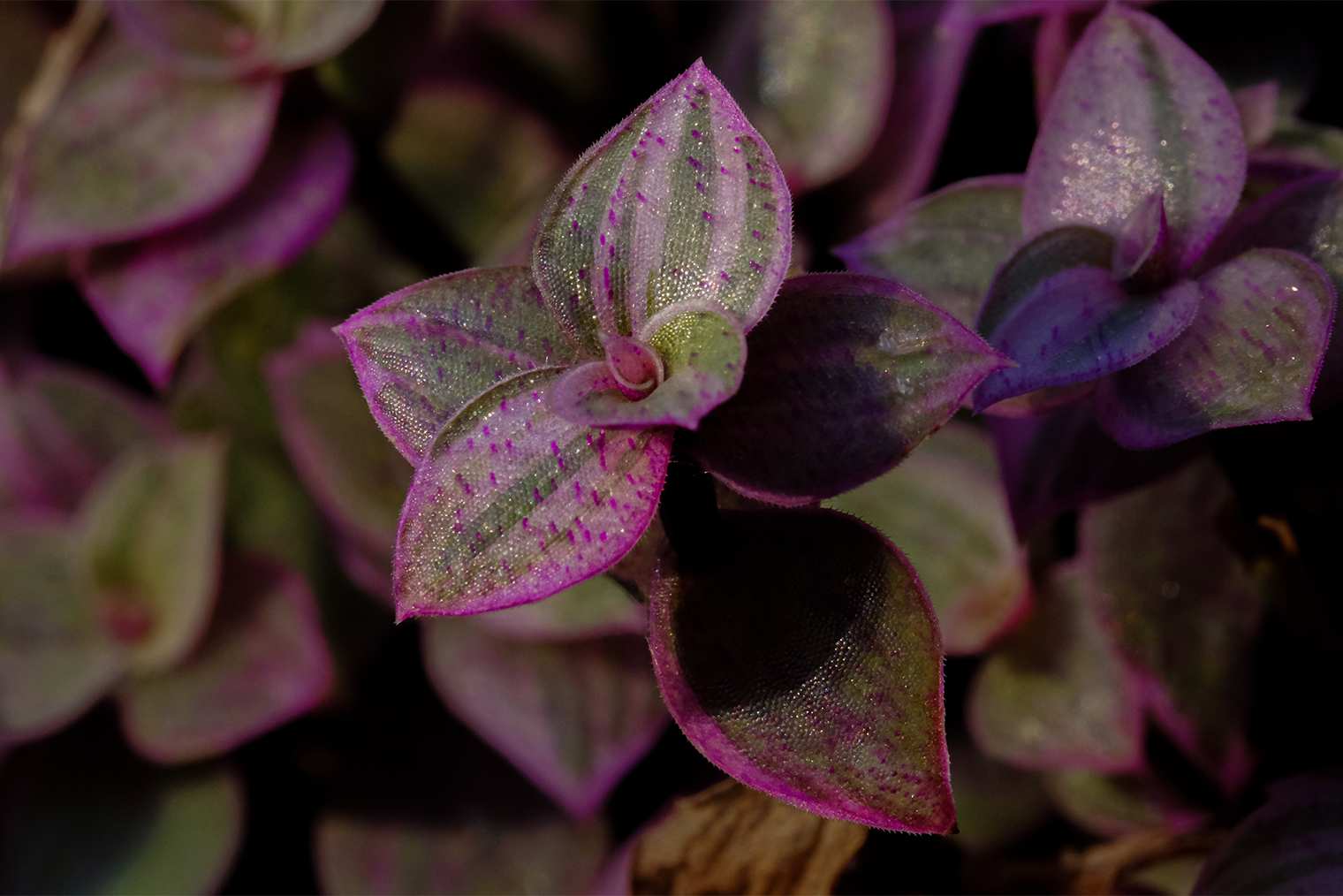 Каллизия Callisia Repens, Pink Lady Plant, Pink Panther. Фотография: Thanutcha Maneetip / Shutterstock / FOTODOM