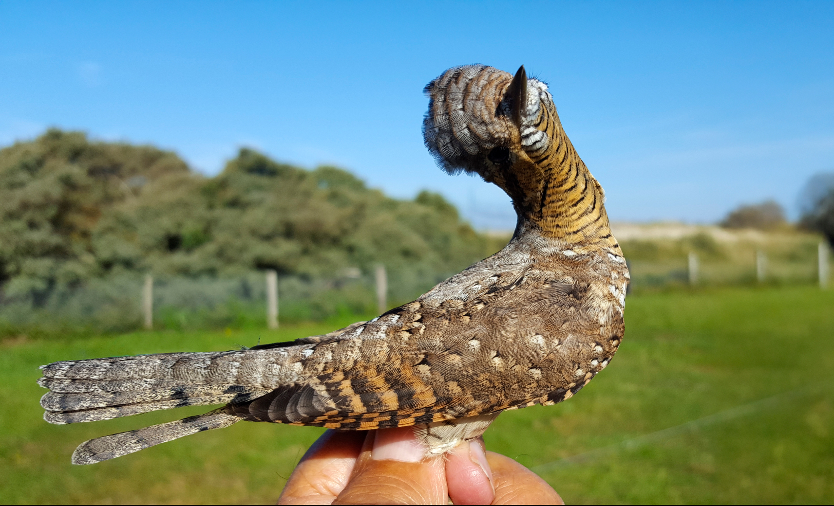 Вертишейка