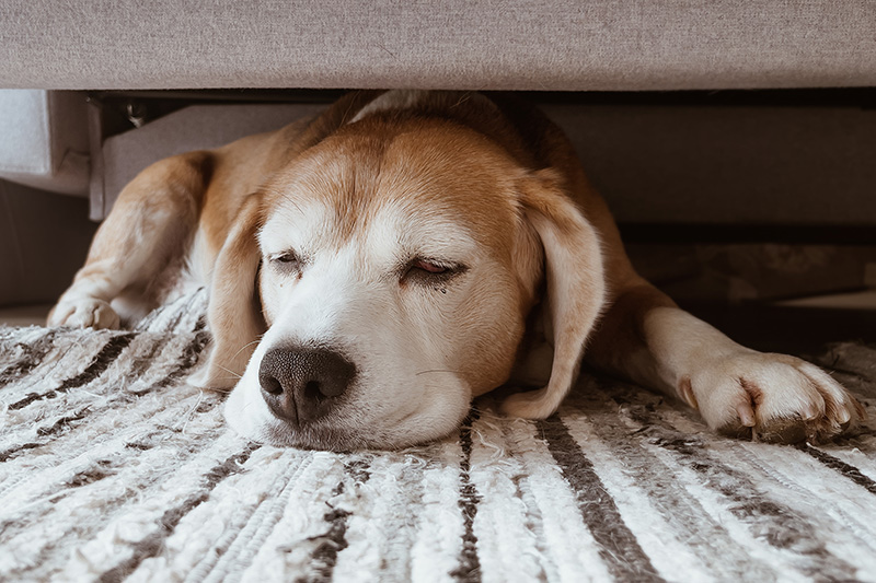 Обустройте для питомца безопасное убежище