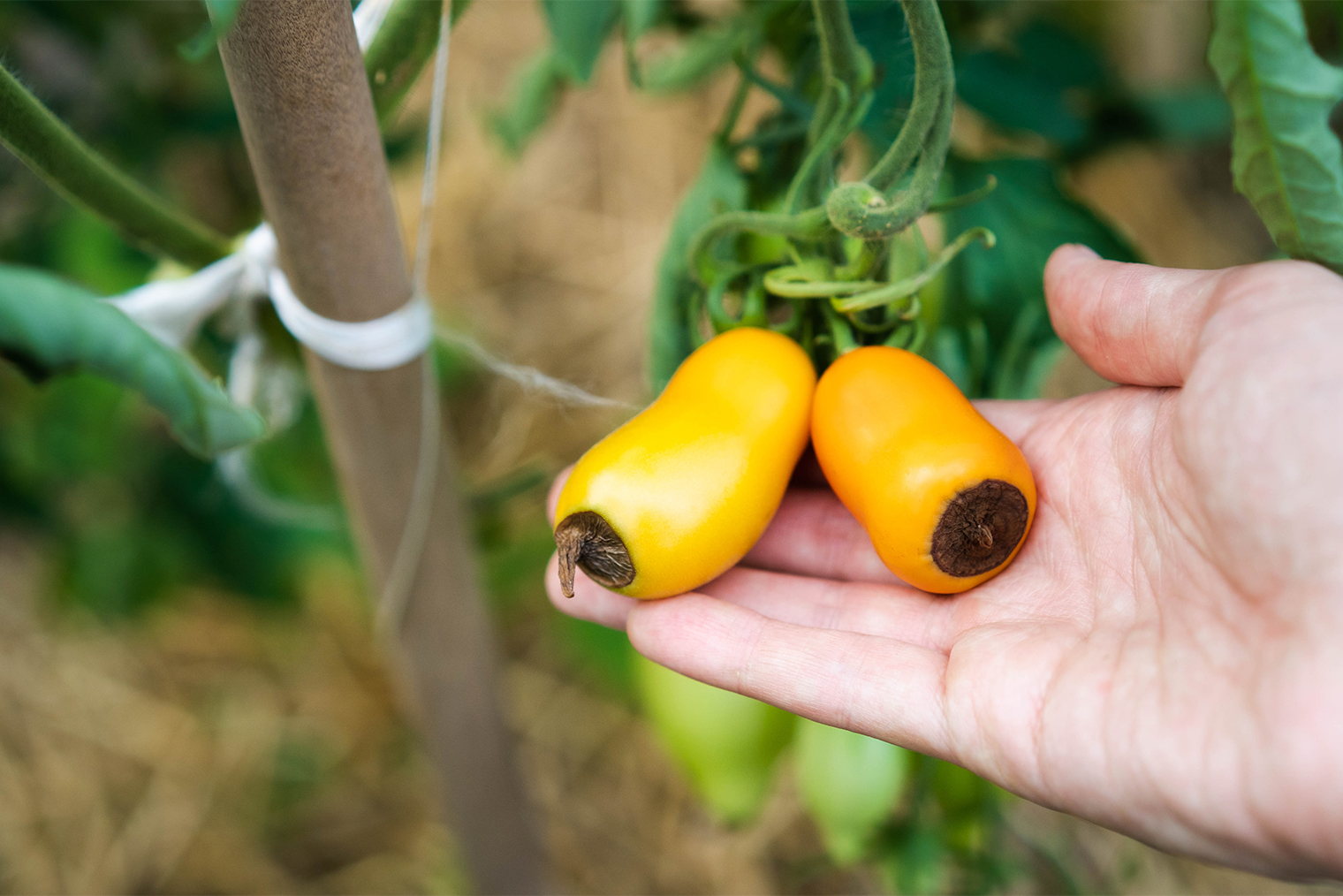 Сливовидные сорта томатов сильнее подвержены вершинной гнили. Фотография: Uryupina Nadezhda / Shutterstock / FOTODOM