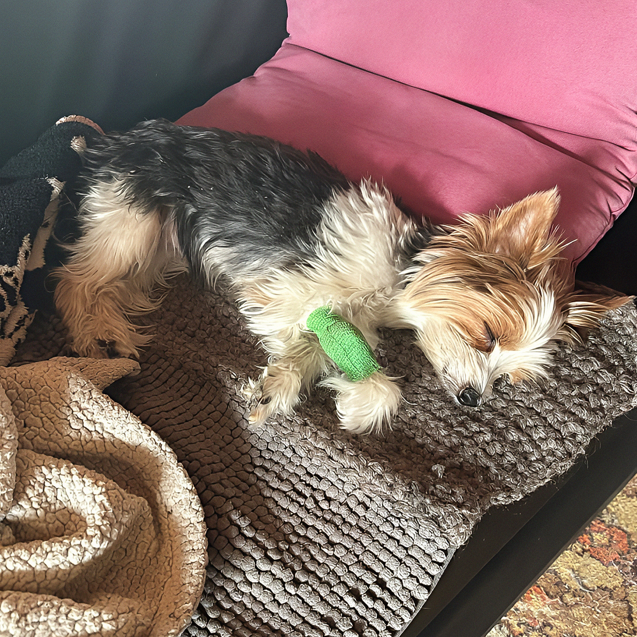 Симона после капельницы, сделанной в тверской ветклинике