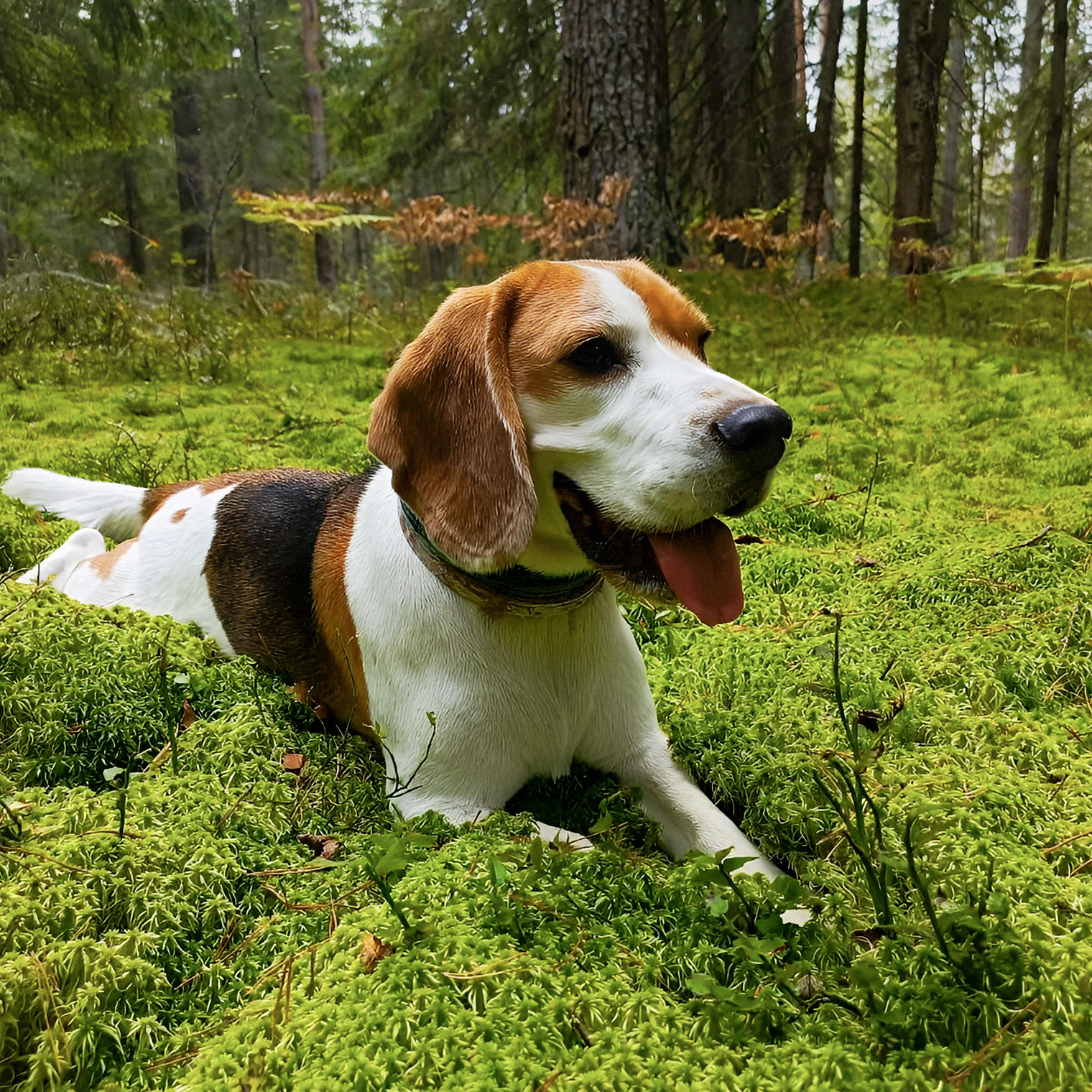 Мой красавчик