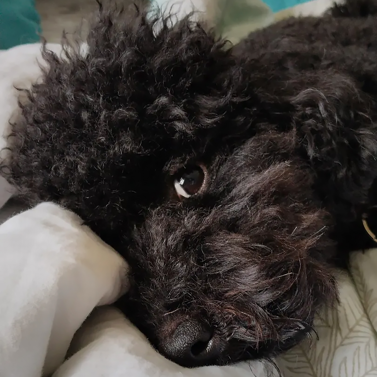 Наша девочка