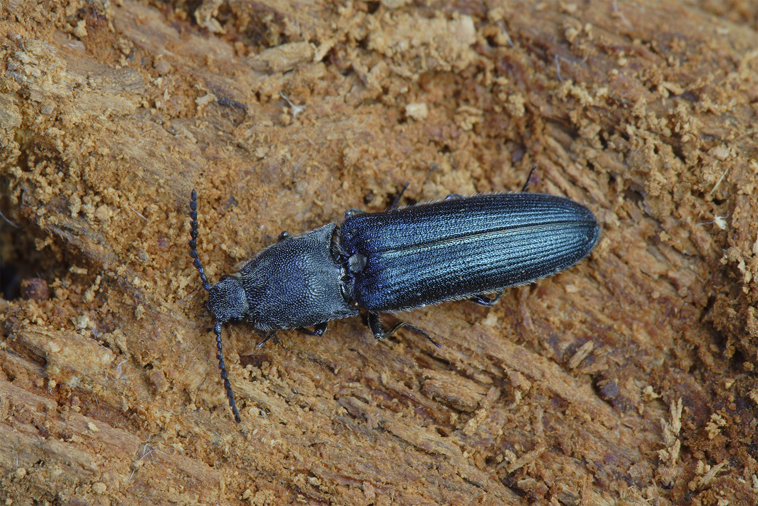 Так выглядит взрослый щелкун. © Petr Muckstein / Shutterstock / FOTODOM
