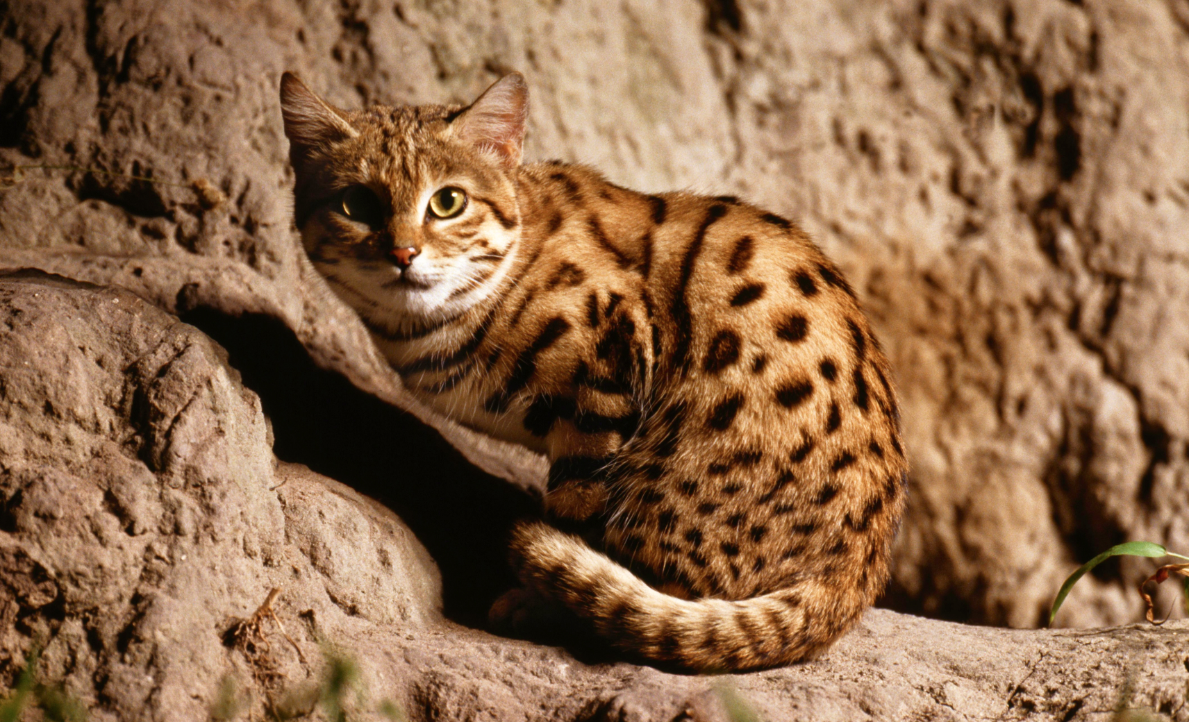 Черноногая кошка