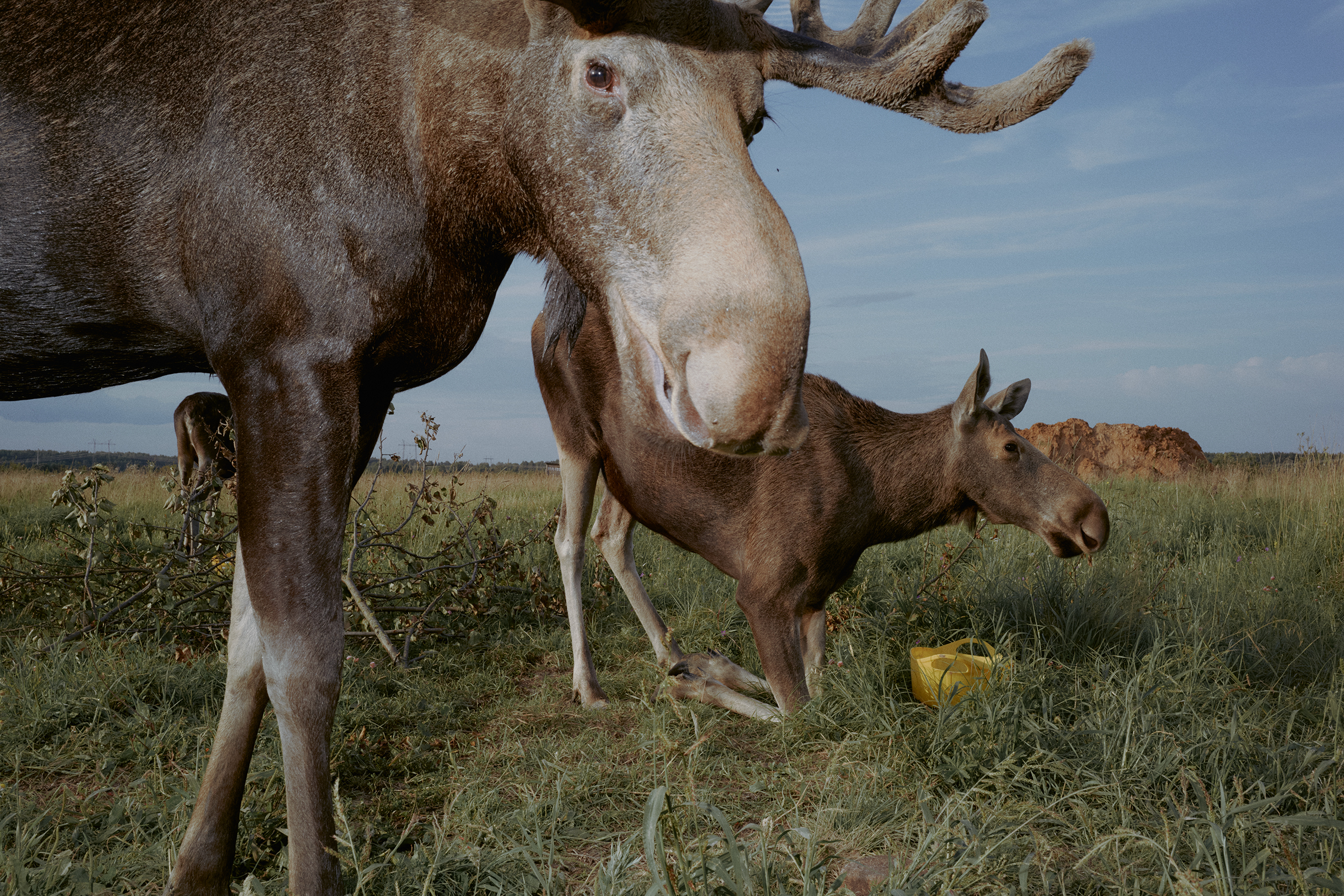 Уровень активности у лосей тоже разный — бывает, животное не любит много ходить и предпочитает отдыхать. В дикой природе такие повадки обернутся для лося плачевно: копыта не стачиваются естественным образом и нагружают суставы. Поэтому любителям малоактивного образа жизни Артур копыта подравнивает