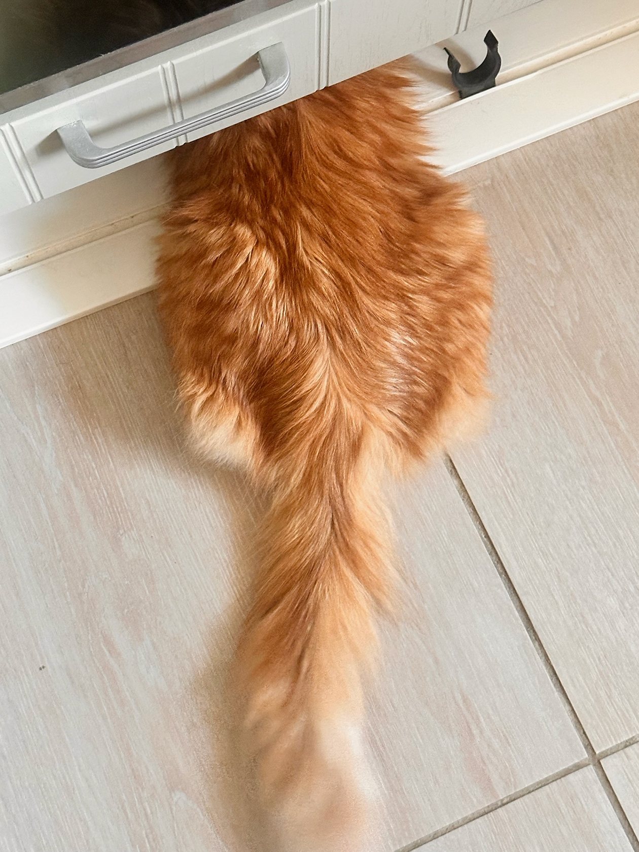 Коту очень нравится сначала загонять игрушки под столы и холодильник, а потом вытаскивать их