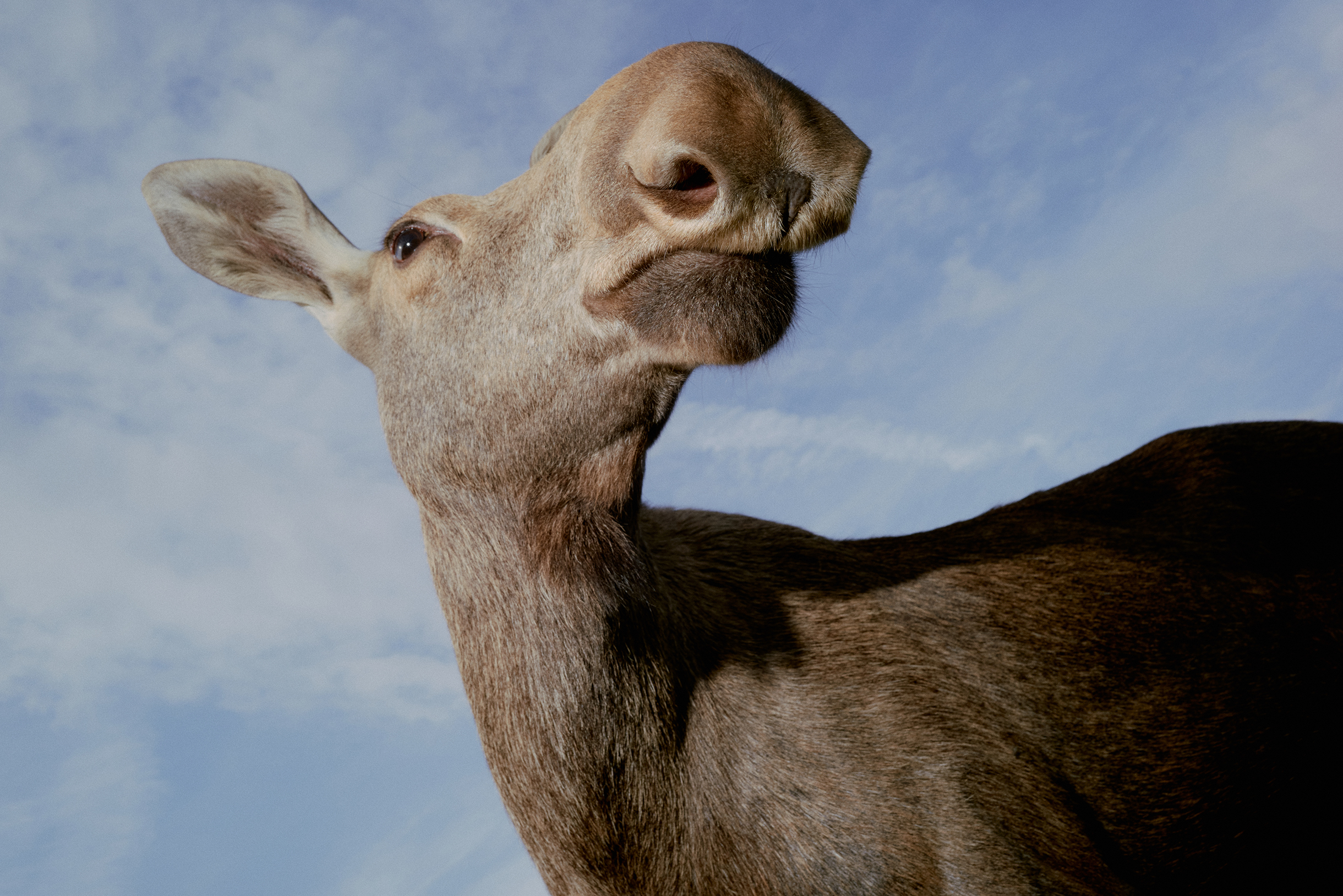 Лосиху Сивку передал егерь, когда ей был месяц. Из всех обитателей центра она — самая добрая: Сивка обожает ласку и гостей. Любимое угощение лосихи — сладкие красные яблоки