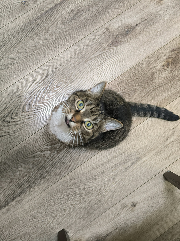 Кошка на вахте