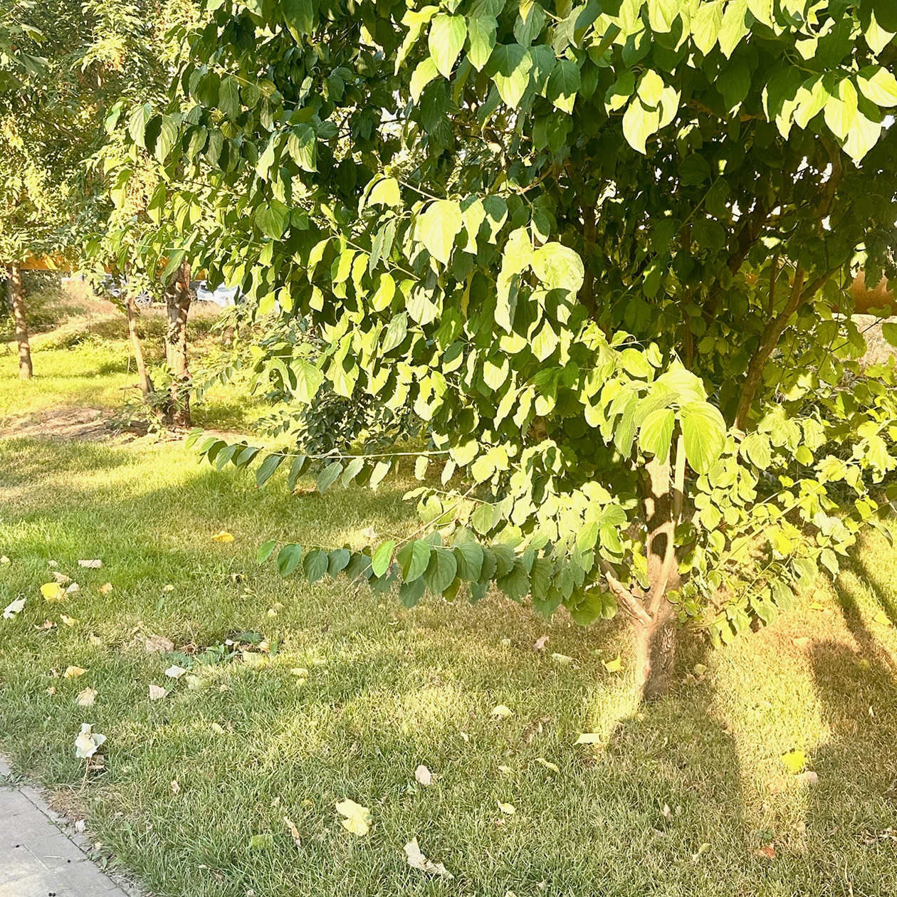 В парке уже чувствуется приближающаяся осень