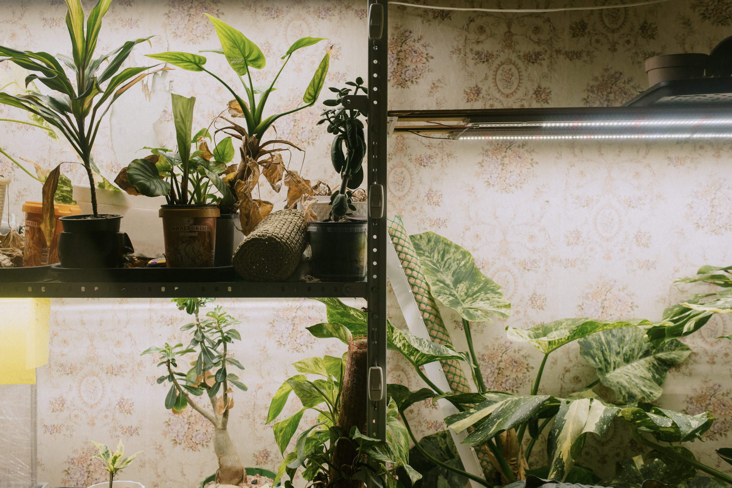 Многие не знают, куда ставить цветы